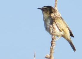 Photo: Sedge warbler