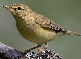 Photo: Iberian chiffchaff