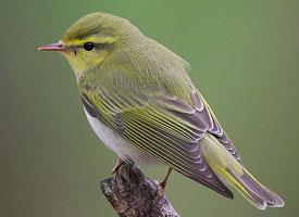 Photo: Wood warbler