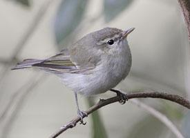 Photo: Greenish warbler