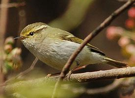 Photo: Pouillot de pallas