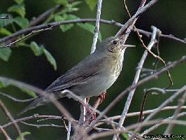 Photo: River warbler