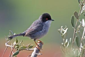 Photo: Sardinian warbler