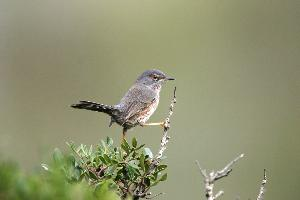 Photo: Dartford warbler