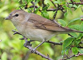 Photo: Garden warbler