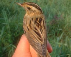 Photo: Aquatic warbler