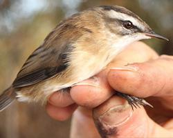 Photo: Moustached warbler