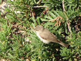 Photo: Eastern olivaceous warbler