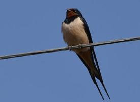 Photo: Barn swallow