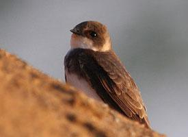 Photo: Sand martin