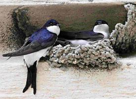 Photo: Western house martin