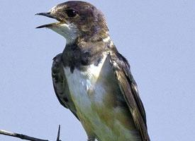 Photo: Banded martin