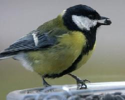 Photo: Great tit