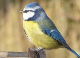 Photo: Eurasian blue tit