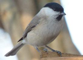 Photo: Marsh tit