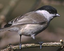 Photo: Willow tit