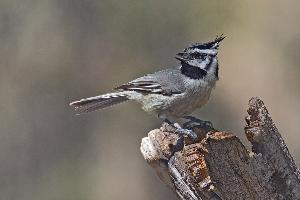 Photo: Bridled titmouse