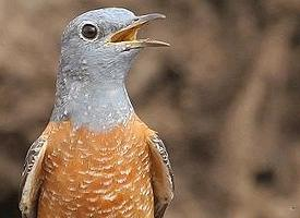 Photo: Common rock thrush