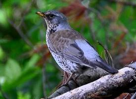 Photo: Fieldfare