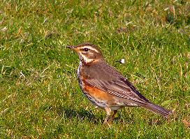 Photo: Redwing