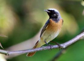 Photo: Black redstart