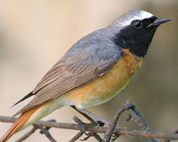 Photo: Common redstart