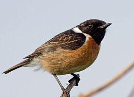 Photo: European stonechat