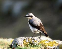 Photo: Northern wheatear