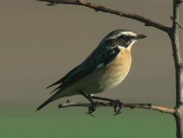 Photo: Whinchat