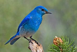 Photo: Mountain bluebird