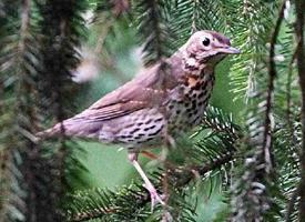 Photo: Mistle thrush