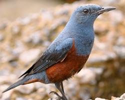 Photo: Blue rock thrush