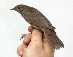 Photo: Thrush nightingale