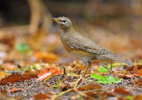 Photo: Eyebrowed thrush