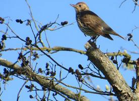 Photo: Song thrush