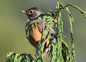 Photo: American robin