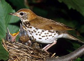 Photo: Wood thrush