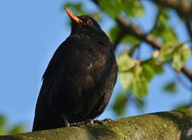 Photo: Common blackbird