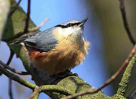 Photo: Eurasian nuthatch