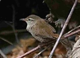 Photo: Eurasian wren