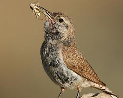 Photo: Rock wren