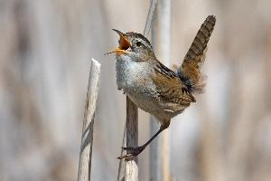 Photo: Marsh wren