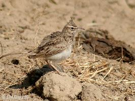 Photo: Crested lark