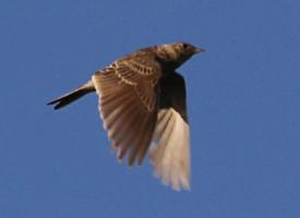 Photo: Eurasian skylark