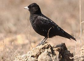 Photo: Black lark