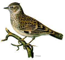 Photo: Woodlark