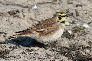 Photo: Horned lark