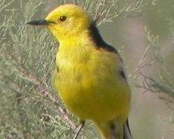 Photo: Citrine wagtail