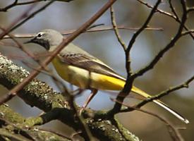 Photo: Grey wagtail