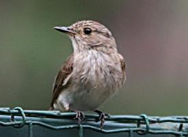 Photo: Tree pipit